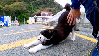 Tuxedo cat who stretches up and comes to be stroked is too cute