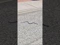 Florida Man vs. Snake: Grabber Tool Defense Caught on Camera! #shorts