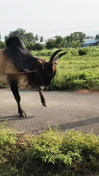 #Kangayam #kaalai #jallikattu #kaalai #trending #video