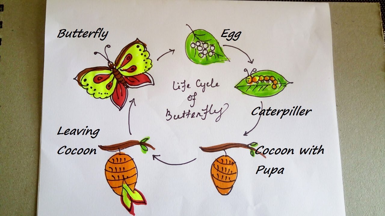 Easy Drawing Of Life Cycle Of Butterfly Butterflylinedrawing | Images ...