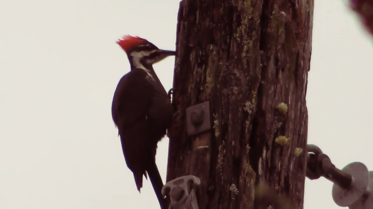 Pileated Woodpecker (Female) Pecking on a Utility Pole