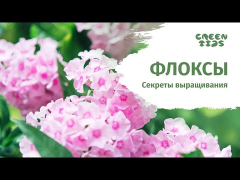 ФЛОКСЫ СЕКРЕТЫ ВЫРАЩИВАНИЯ -- делится Елена Константинова