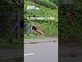 根室管内羅臼町礼文町の国道でヒグマがシカ襲う #北海道 #ヒグマ #羅臼 #自然 #北海道新聞 #shorts