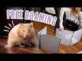 How to Free Roam your Hamster