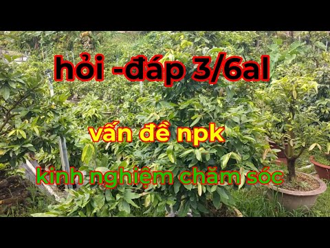 Hỏi -Đáp 3/6al, Vấn Đề Npk,Kinh Nghiệm Chăm Sóc Mai Vàng Trồng Chậu