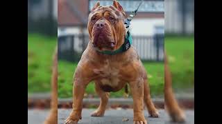 Dog evolution☠️⚡ #dog #pitbull #canecorso #rottweiler #viral #shorts #shortsfeed