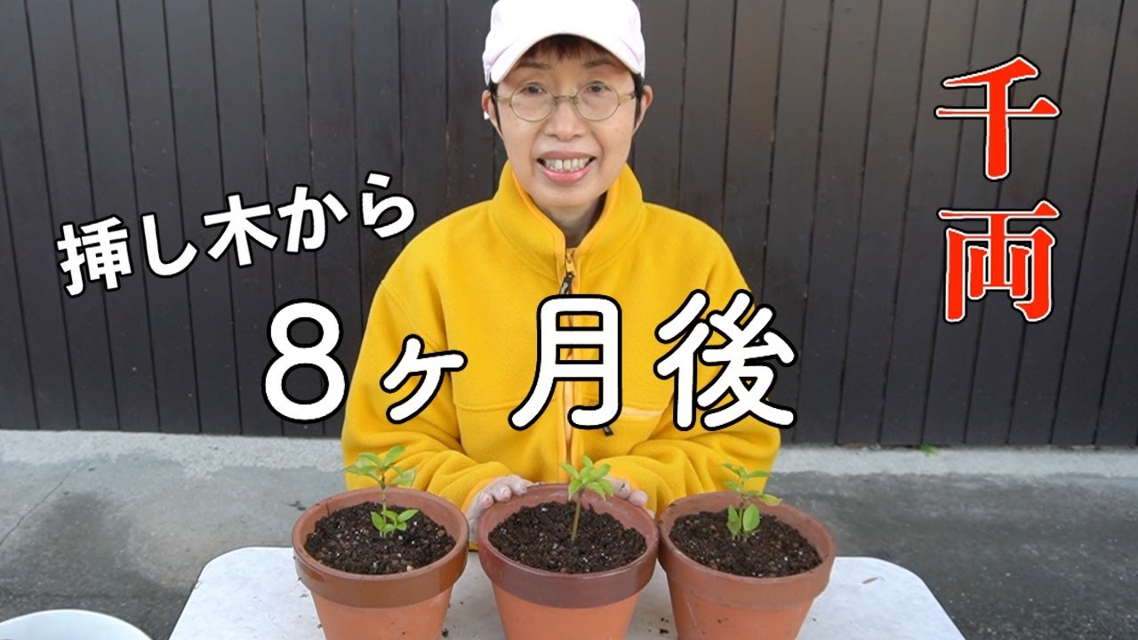 センリョウの挿し木から8ヶ月後 Youtube