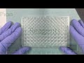 Parallel Artificial Membrane Permeability Assay PAMPA Training Video Pion Inc Parallel Artificial Membrane Permeability Assay PAMPA Training Video Pion Inc
