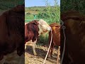 Scientific cattle raising, new farmer plan, scientific cattle raising8