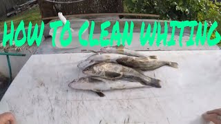 HOW TO CLEAN A BULL WHITING