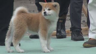 ザギトワ選手の秋田犬披露 保存会、ロシアで5月末に贈呈 ザキトワ 検索動画24 ザギトワ選手の秋田犬披露 保存会、ロシアで5月末に贈呈 ザキトワ 検索動画 24