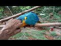 ¿ COMO AMANSAR A UN LORO ? METODO DEL GUANTE - LORO MUY GROSERO AGRESIVO CONSEJOS TOP LOROS AMAZONAS