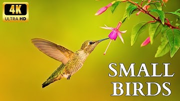 Small BIRDS 8K ULTRA HD with Names and Sounds