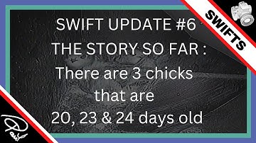 Watching SWIFTS NESTING (Apus apus) Part 6