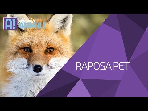 Vídeo: Fox é Confundida Com Um Cachorro