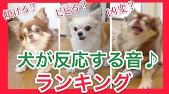 犬が首を傾げる音 Youtube