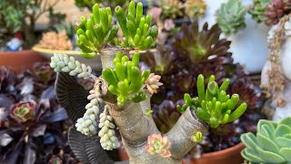 Pruning and Grafting Mixed Succulents in One Plant