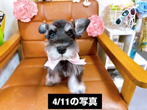 ミニチュアシュナウザーの女の子