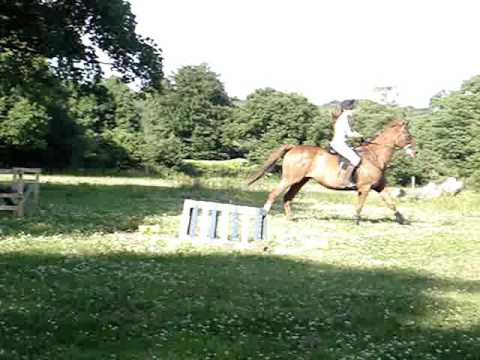 corrie jumping at home and dressage, june.