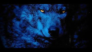 KAAZE & Sam Tinnesz feat. Silverberg - Wolves Resimi