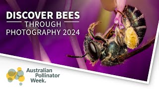 Discover Bees Through Photography 2024 screenshot 2