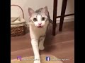 Vem cá, o gato está te chamando