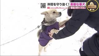 仲間を守り抜く! 牧場の侵入者にダッシュ…人懐っこくて勇敢な番犬【金曜日のわんこ】 (21/02/12 21:45)