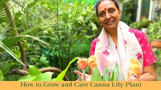 Canna Lily in Containers | How to Grow and Care for Canna Lilies | Canna Lily Care
