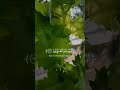 إني جزيتهم اليوم بما صبروا أنهم هم الفائزون القارئ اسلام صبحي اسلام صبحي إني جزيتهم اليوم بما صبروا أنهم هم الفائزون القارئ اسلام صبحي اسلام صبحي