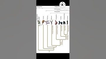 #Geological time scale csir net | set | neet | gate # shorts