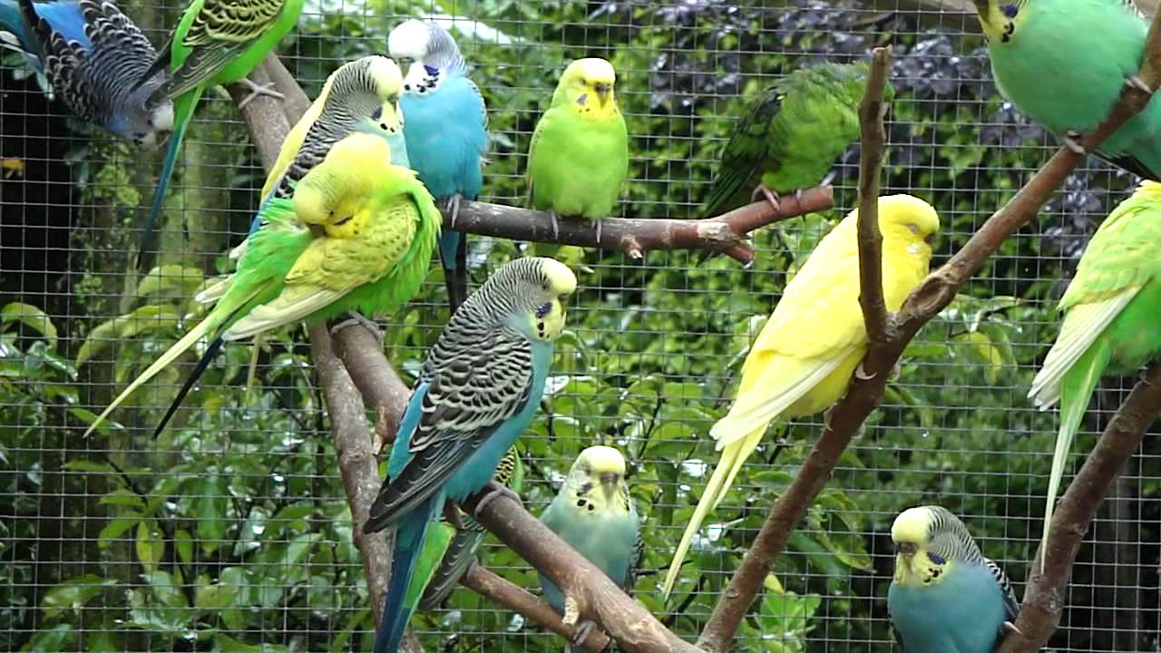 Hoe Oud Wordt Een Parkiet: Feiten En Tips Voor Lang Leven