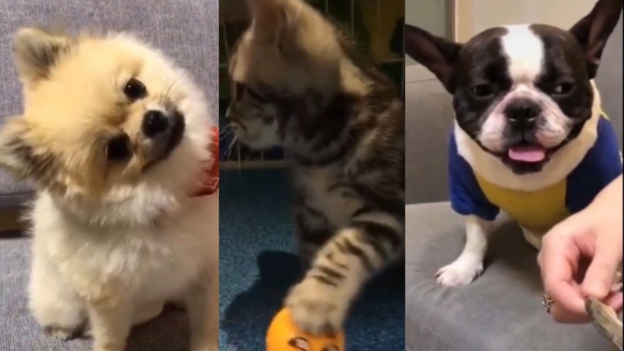 The Best Funny and Cute Animals Compilation YouTube