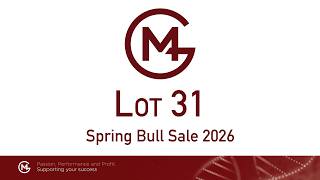 Lot 31 MWG25W435 Mawarra Genetics Spring Sale 2026