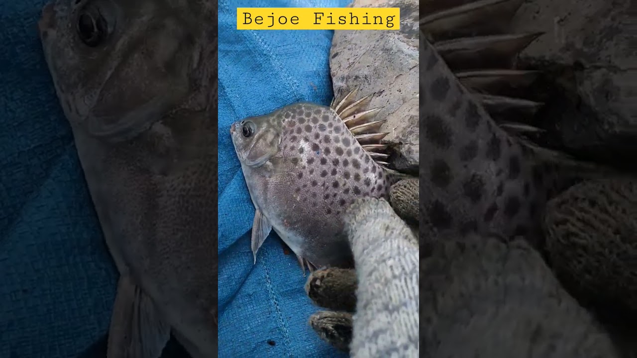 MENGERIKAN,DURI IKAN KIPER⁉️