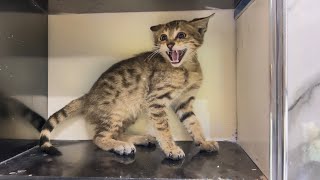 A Stray Cat Brings Her Kittens into Home, Afraid The Owner Will Reject Them.