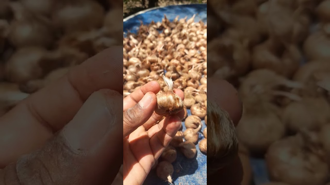 بالأرقام .. إقتصاديات إنتاج الزعفران في مصر .. د/صبري صلاح الدين