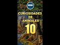 Curiosidades de animales 10 #animales #curiosidades #perros #gatos #cosasquenosabias