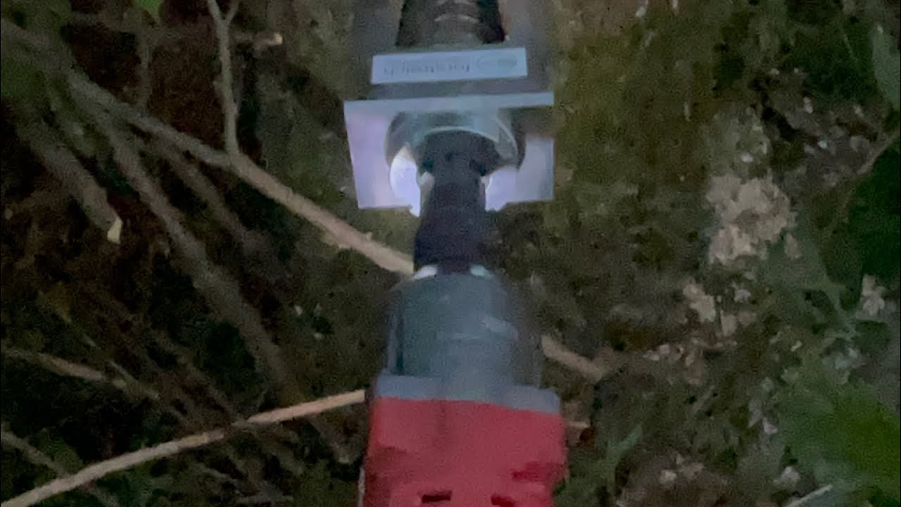 Sturmschäden Abstocken, Käferbäume 🤷🏻‍♂️