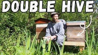 Bees on the Homestead! (DIY Double Hive Stand, ) by Off Grid Bruce 6,650 views 11 months ago 19 minutes