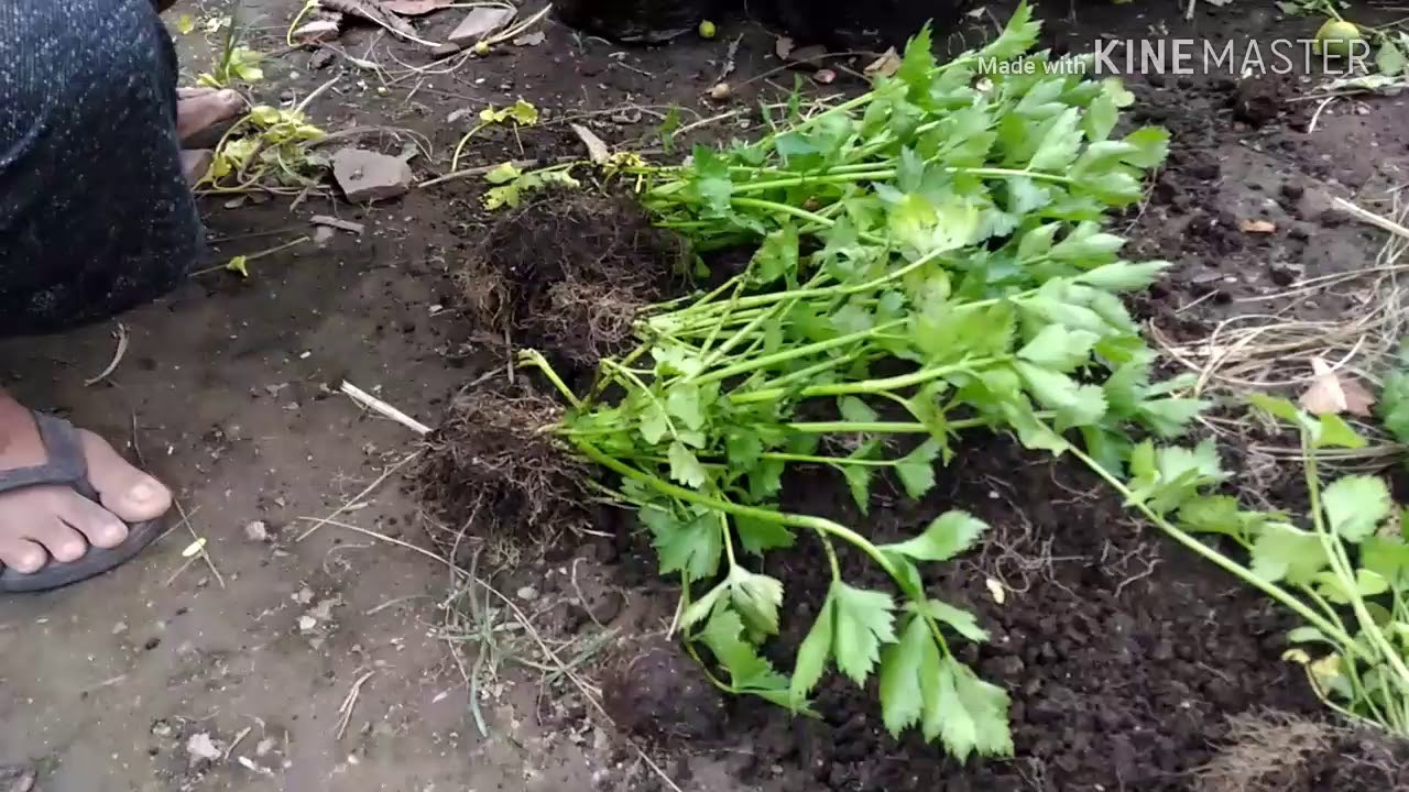  Cara  menanam  seledri dari  batang  pisah pohon  YouTube