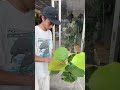 植物のサイズダウン方法#観葉植物 #剪定 #ウンベラータ
