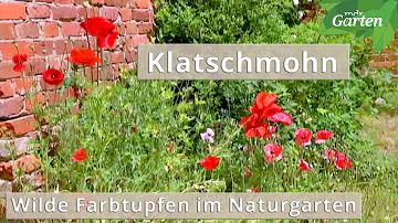 Wann sät man Klatschmohn?