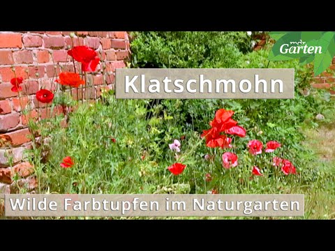 Video: Mohnblume: Pflanzenbeschreibung