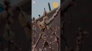 Март забыл, что Он-Весна! #шымкент