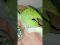 Ye Bitu Biti Ke Biti Talkingparot Parrot Birds Talkiing Nonstoptalkingparrot Indianbirds Ye Bitu Biti Ke Biti Talkingparot Parrot Birds Talkiing Nonstoptalkingparrot Indianbirds