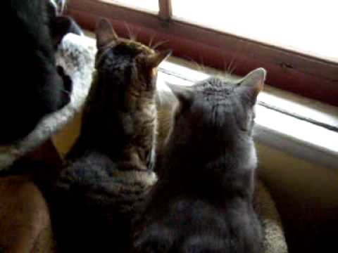 Cats Bird Watching
