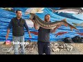 17 килограммовый  осетр .Разделка и Приготовление. 38 Pounds Sturgeon. Butchering and cooking