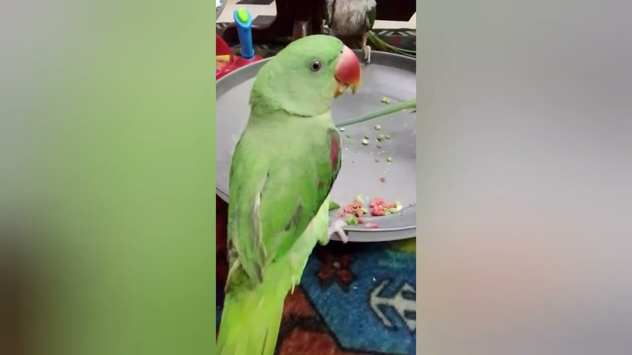 Parrots vlog 💕💕💕