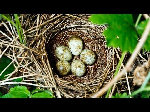 Do Pet Birds Lay Eggs? | Pet Bird