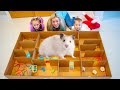 We created Hamster Maze for our pet | Gaby and Alex